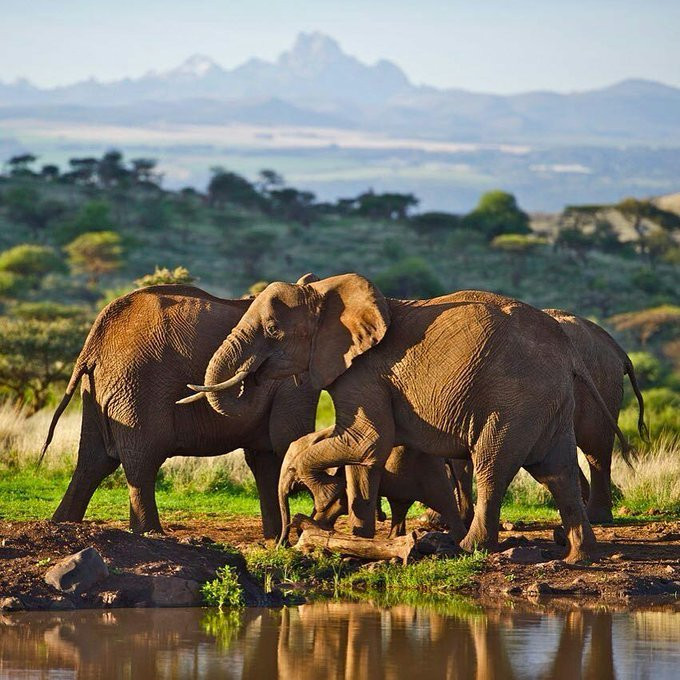 Lewa Wildlife Conservancy旅游攻略图片