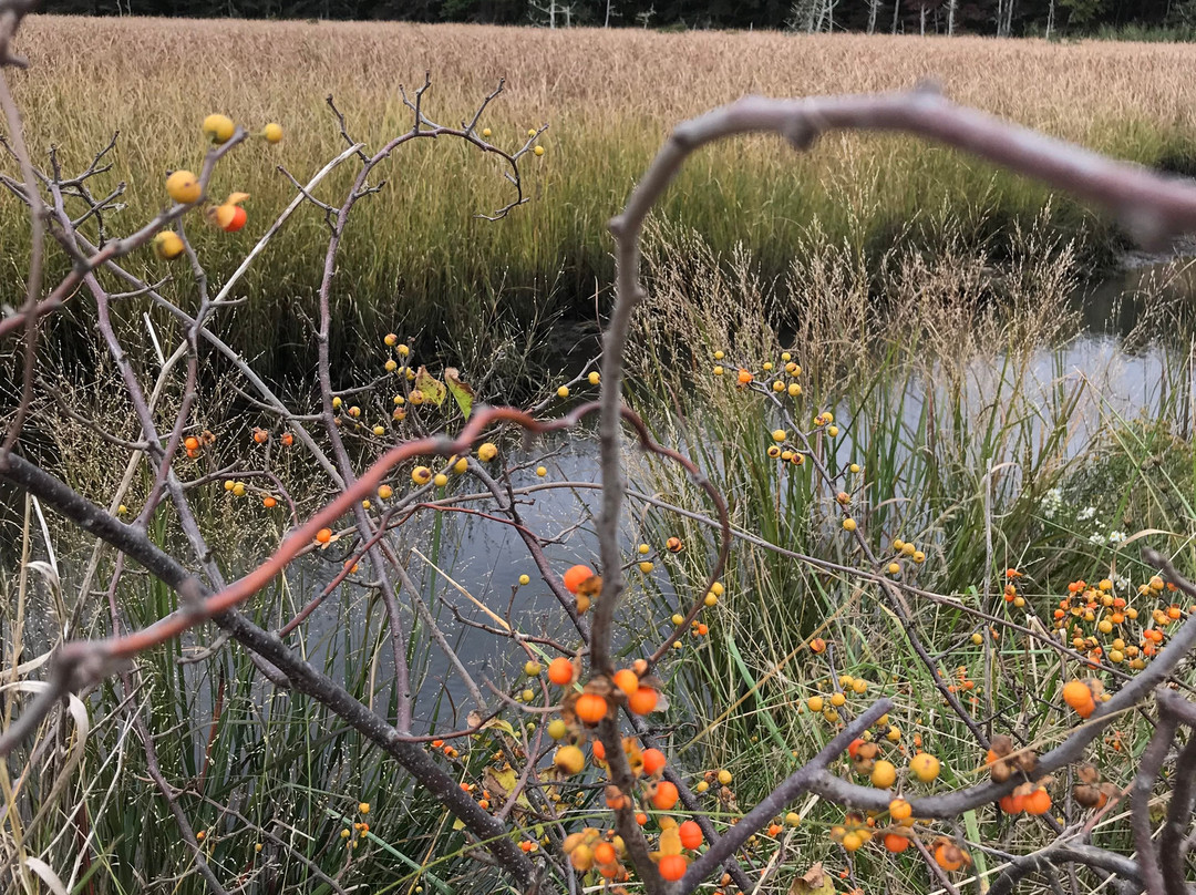 Bell's Neck Conservation Lands景点图片
