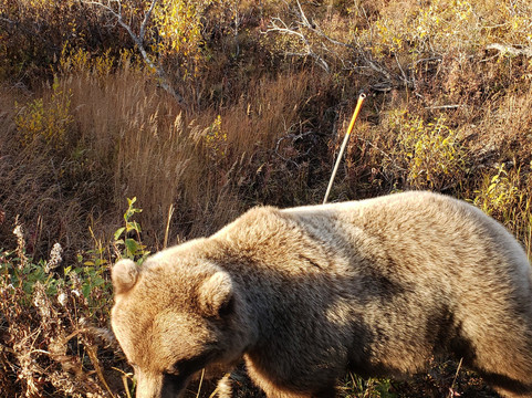 Denali Backcountry Adventure-德纳利国家公园和自然保护区必去景点