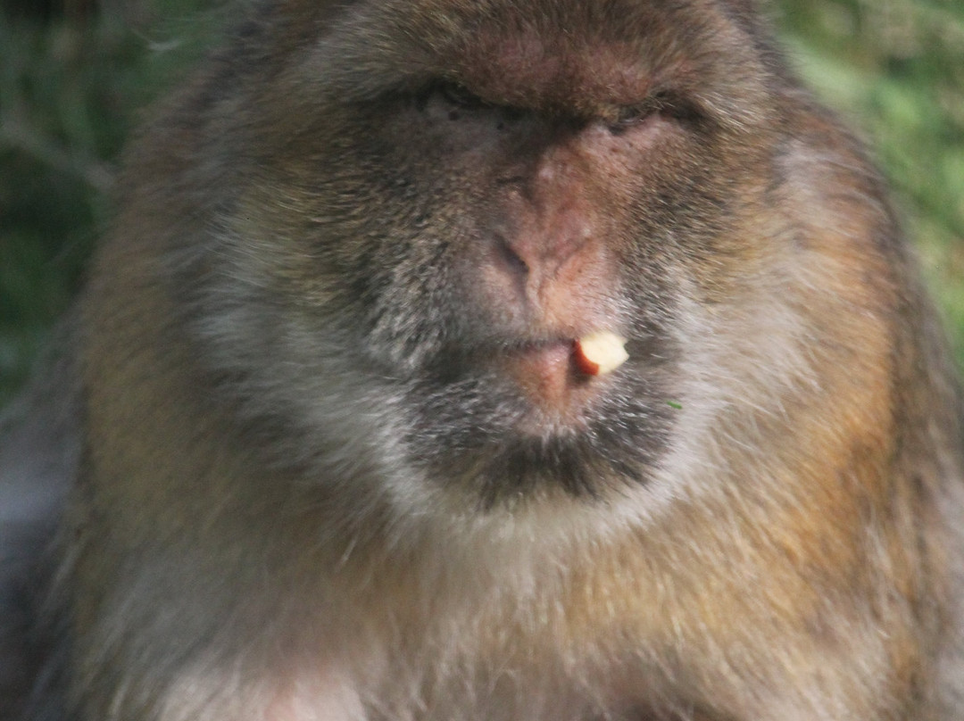 La Foret des Singes-罗卡马杜尔必去景点