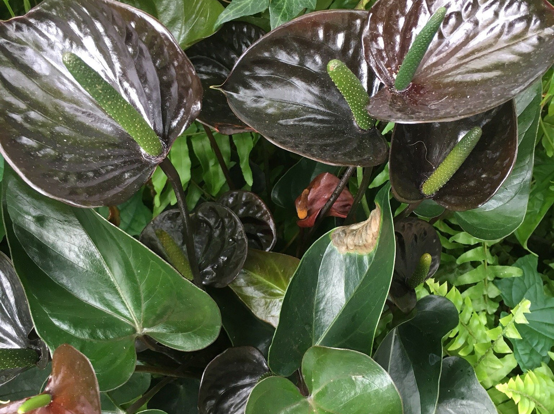 Palm House景点图片