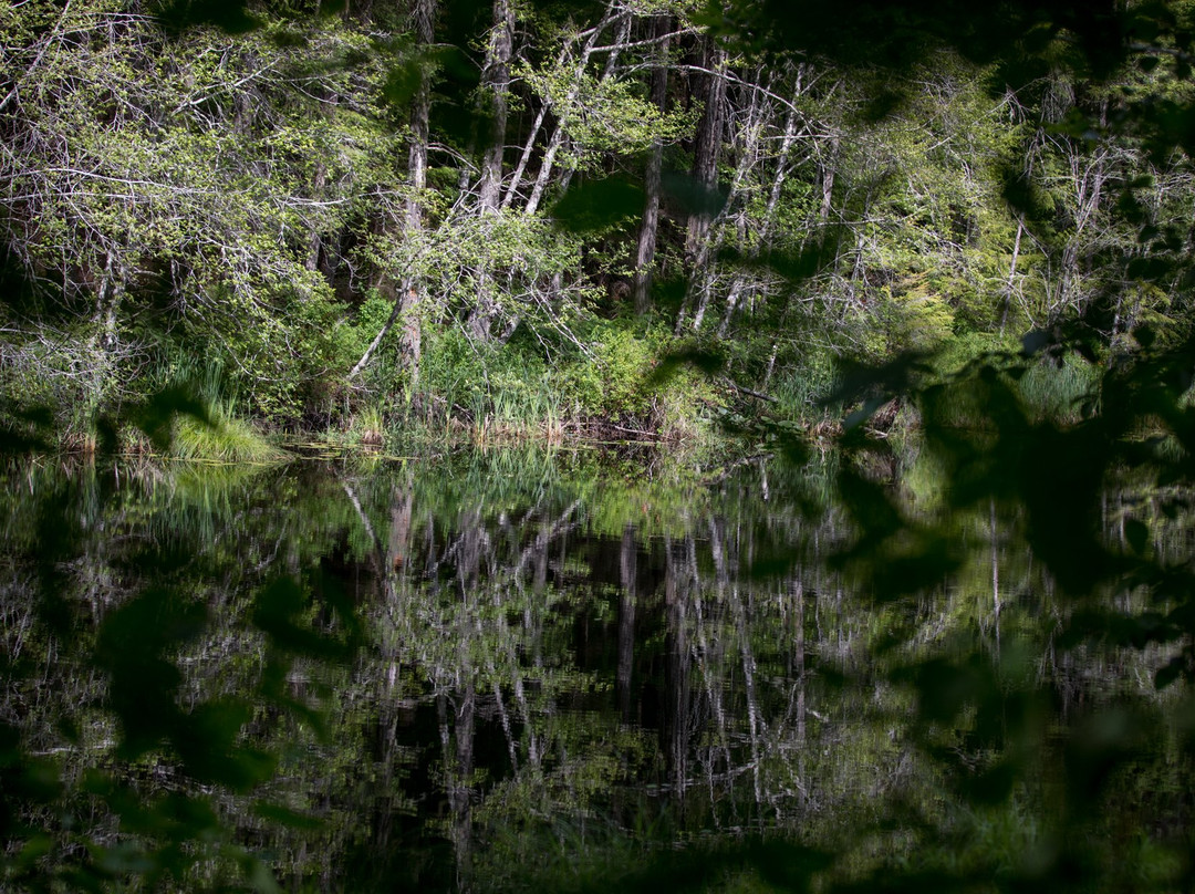 Coal Creek Historic Park景点图片