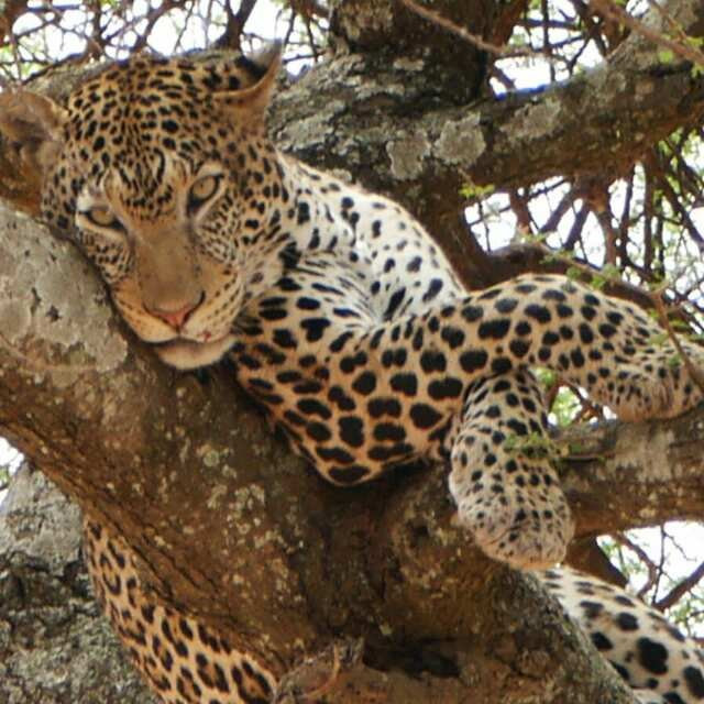 Sarafu Travel-阿鲁沙必去景点