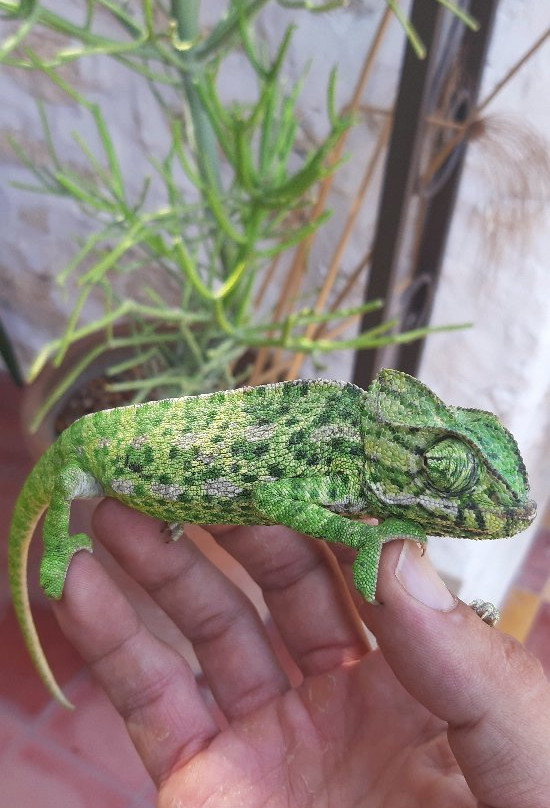 Riad Sanam Essaouira主图