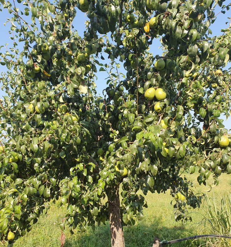 Agriturismo Tetto Garrone主图
