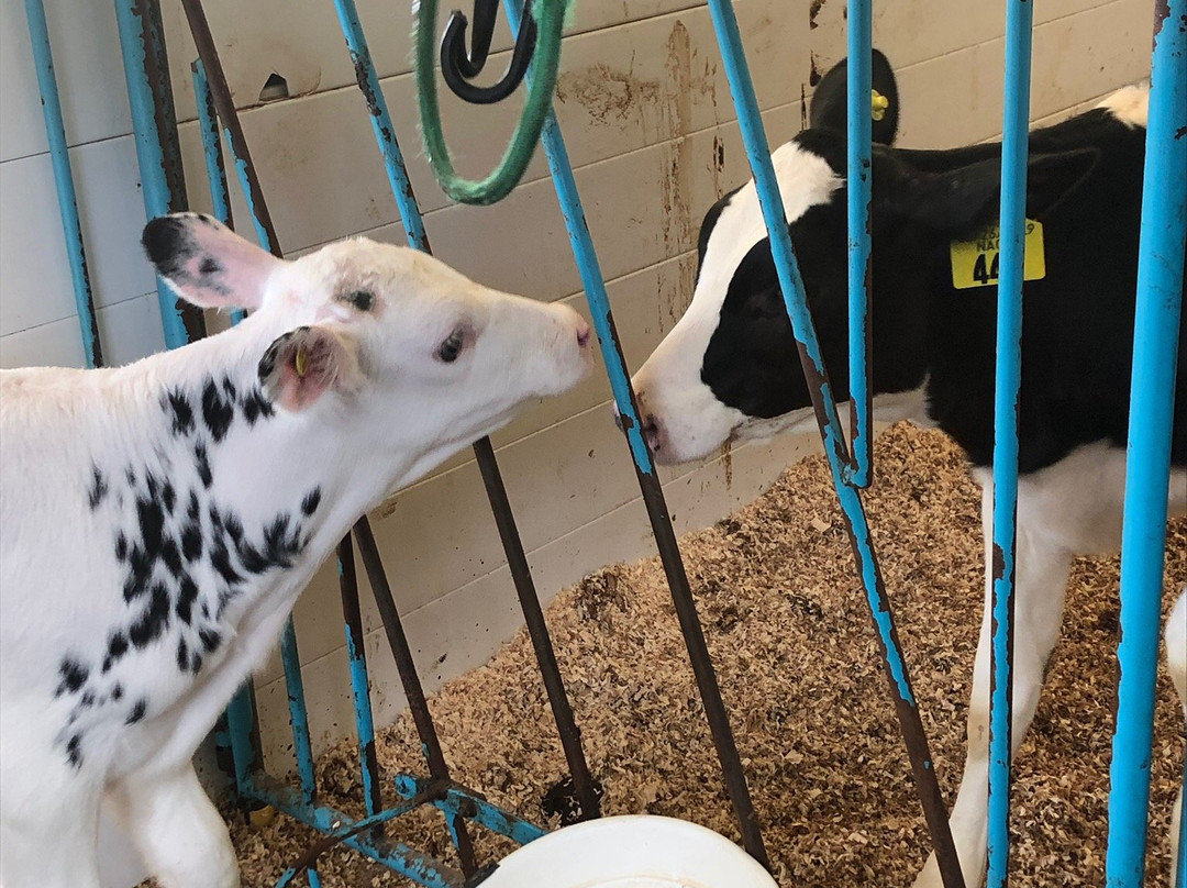 Hinchley's Dairy Farm Tours-Cambridge必去景点