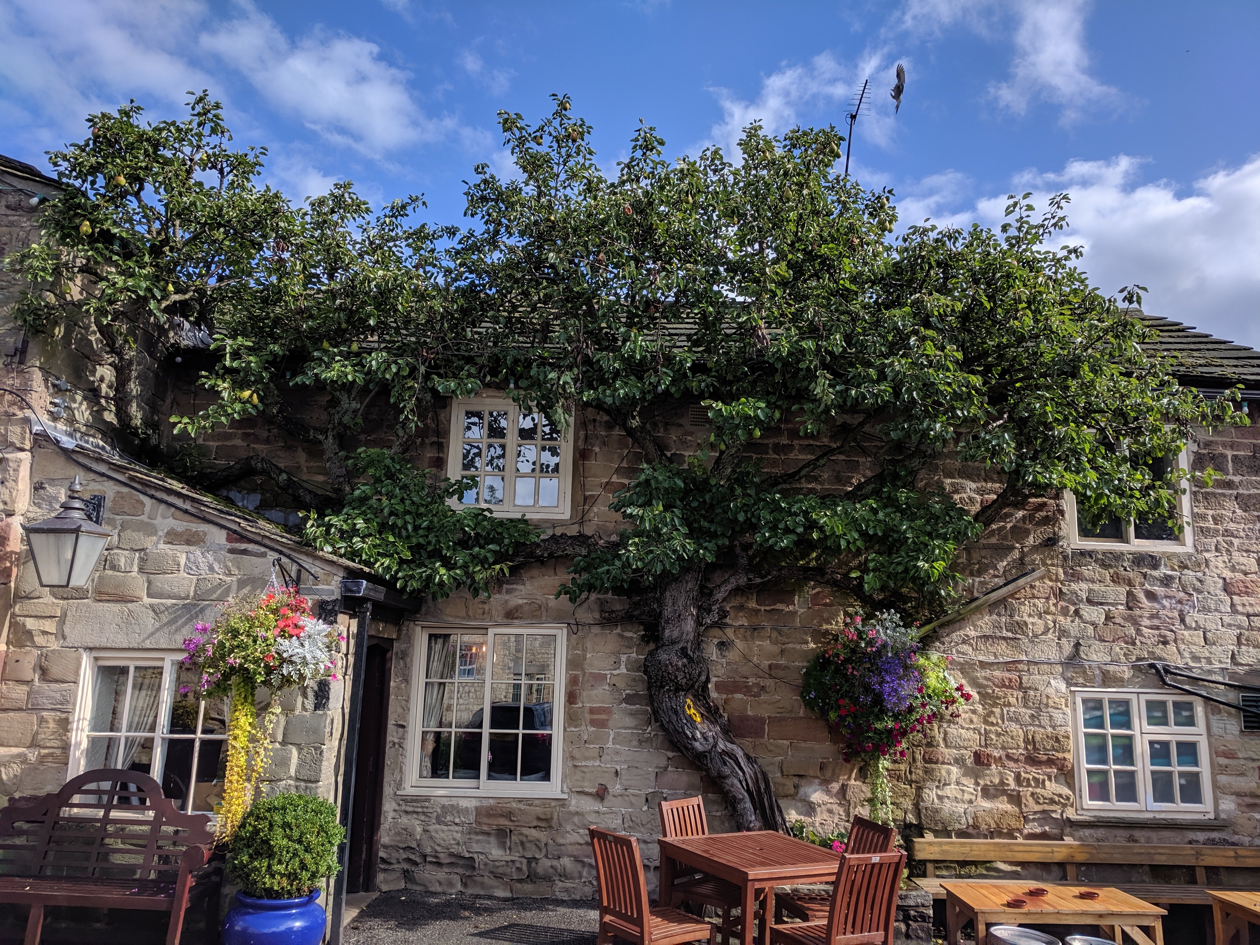 The Windmill Inn-官方
