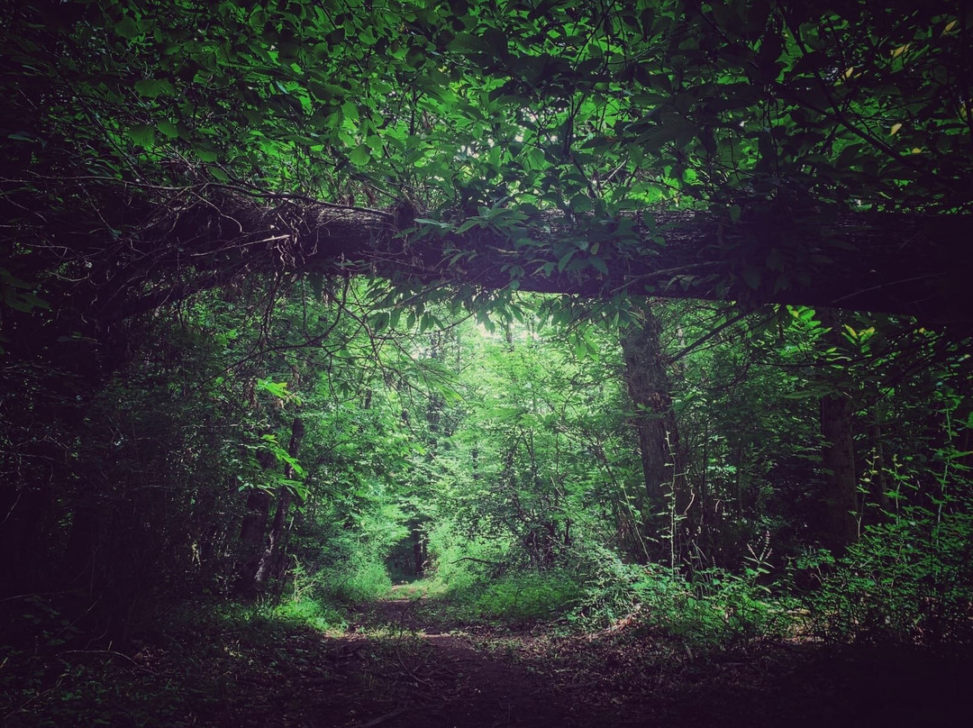 Terapia Forestale Fiuggi