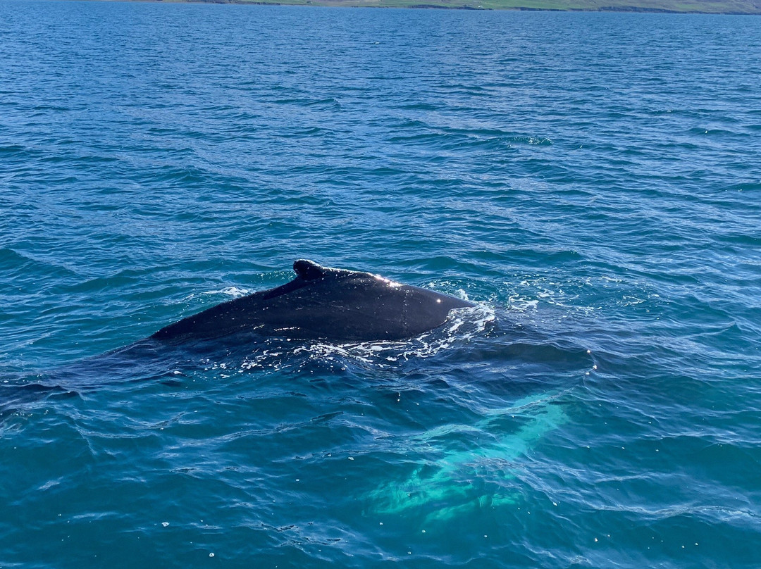 Whale Watching Hjalteyri-Hjalteyri必去景点