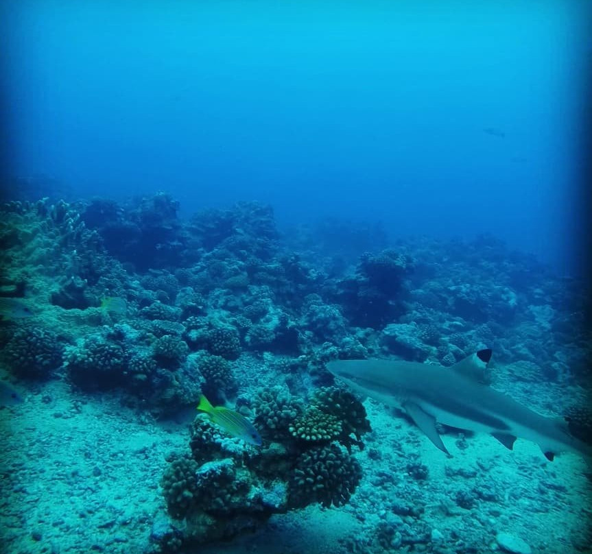 Eleuthera Tahiti Diving Center景点图片