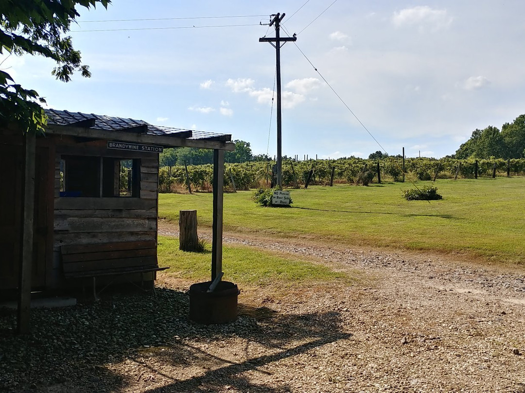 Bias Vineyards and Winery景点图片