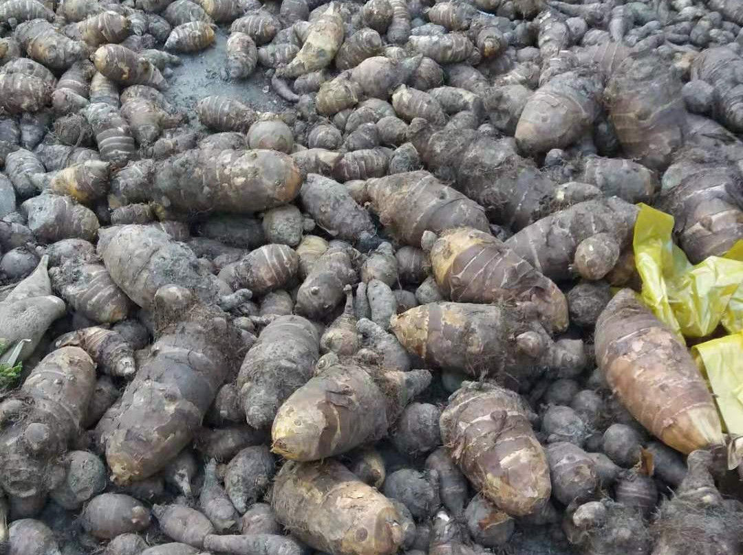 Hotel Ranjeet Palace主图