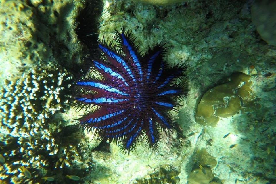 Sea Life Lanta Tours-兰塔岛必去景点