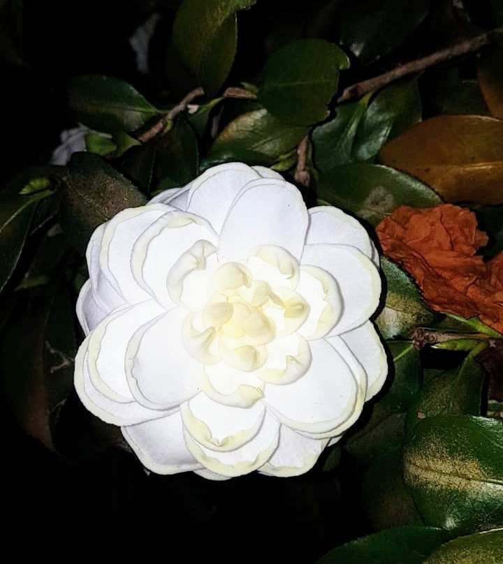 Villa do Poeta主图