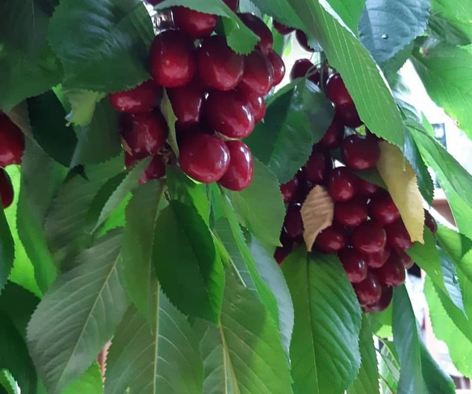 Super 8 by Wyndham Quesnel BC