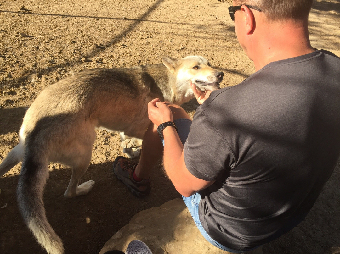 Wild Spirit Wolf Sanctuary-Ramah必去景点