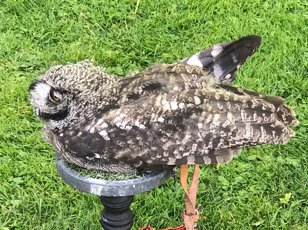Pitcombe Rock Falconry景点图片