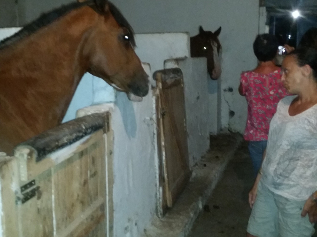 Finikia Horseriding景点图片