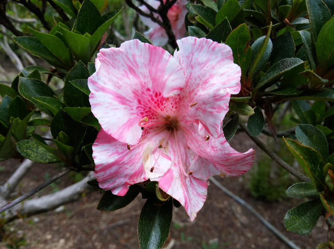 The center of Azalea foundation in Kurume city (Tsutsuji Center)景点图片