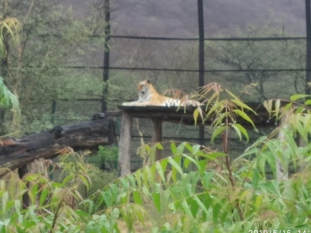 Guchi's tours one way taxi