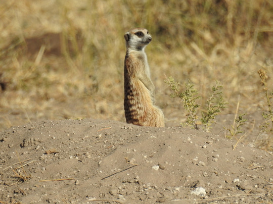 Kalahari Bush Breaks主图