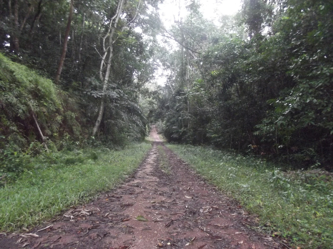 Ankasa Conservation Area-阿克拉必去景点