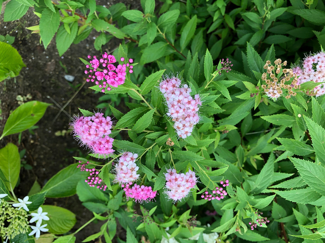 Hakozakigu Flower Garden景点图片