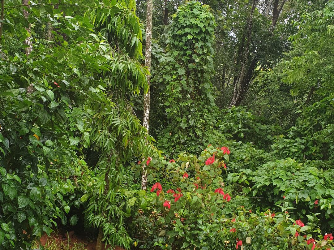 The Windflower Resort & Spa Vythiri主图