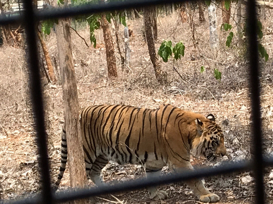 Tiger and Lion Safari, Shimoga景点图片