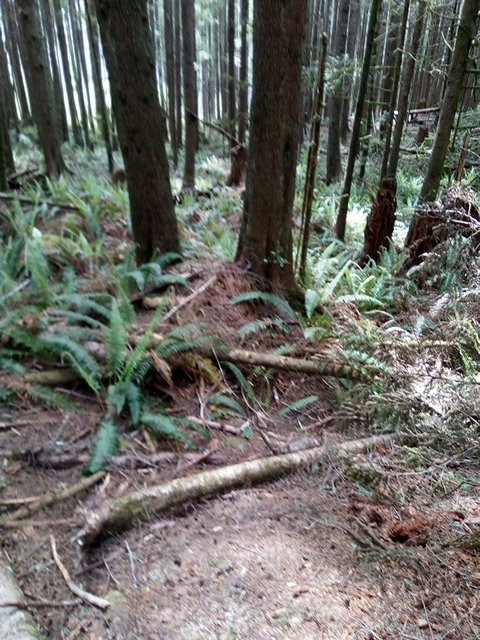 Juan de Fuca Provincial Park-温哥华岛必去景点