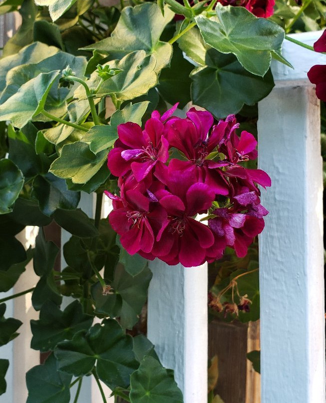 Ashley's Victorian Haven Bed And Breakfast主图