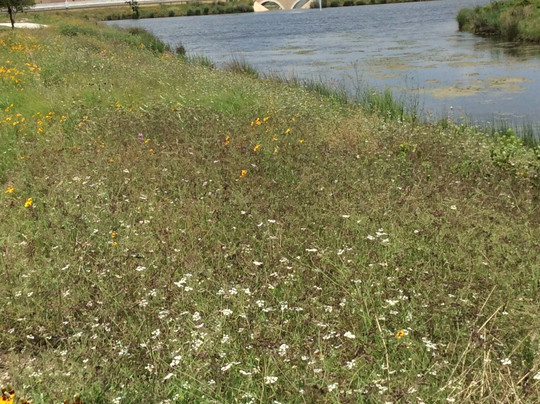 Cedar Park Sculpture Garden-斯德伯克必去景点