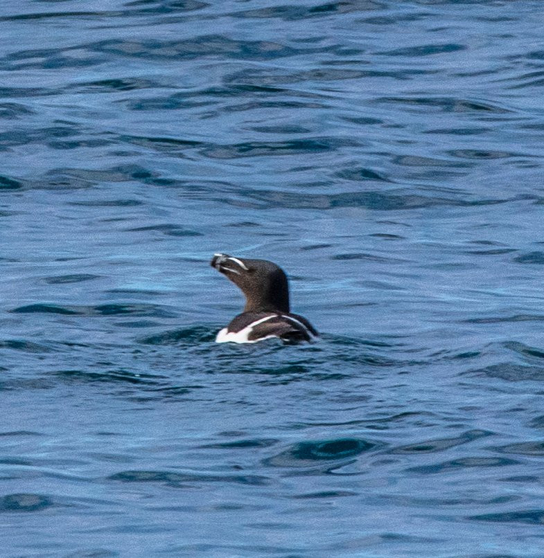 Puffin Safari景点图片