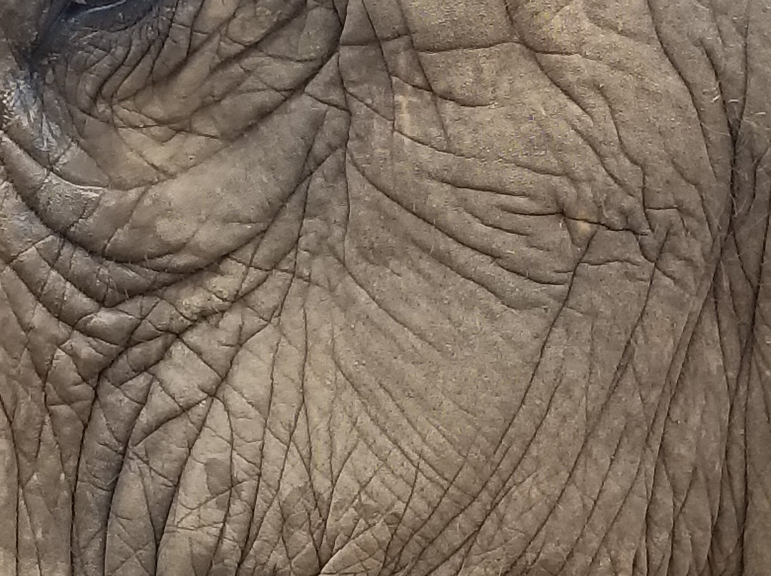 Winga Baw Elephant Camp-勃固必去景点