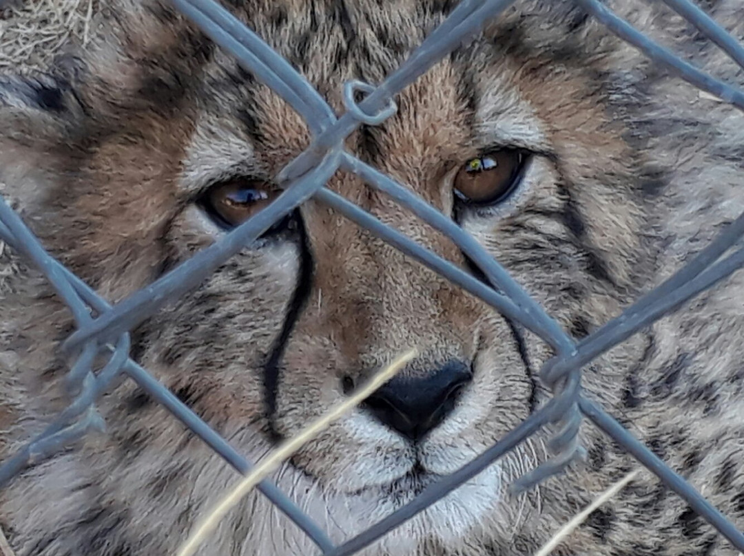 Cheetah Experience (ZA Cheetah Conservation)景点图片