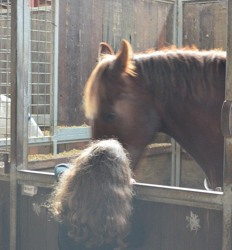 Eastside Riding Academy-悉尼必去景点