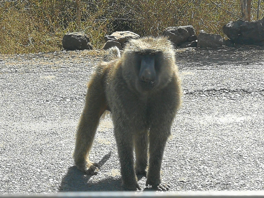 Lalo Tours Ethiopia景点图片