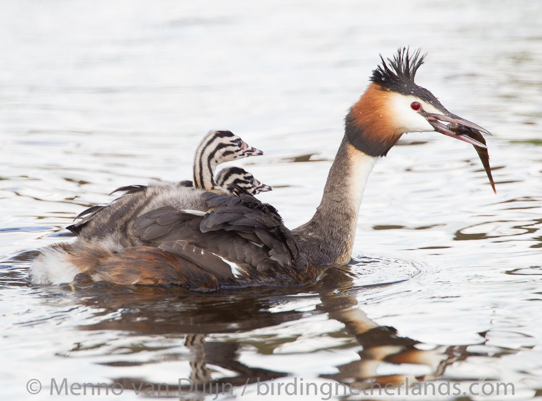 Birding Netherlands景点图片