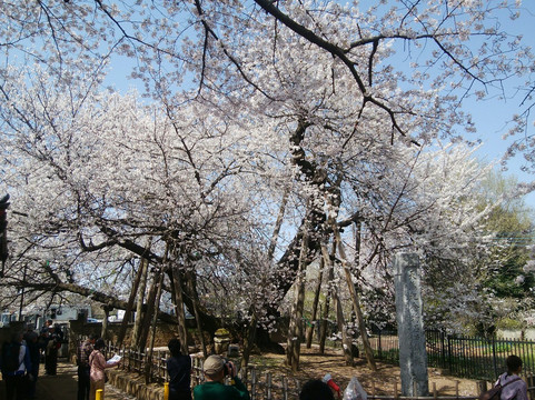 Ishitokaba Sakura-北本市必去景点