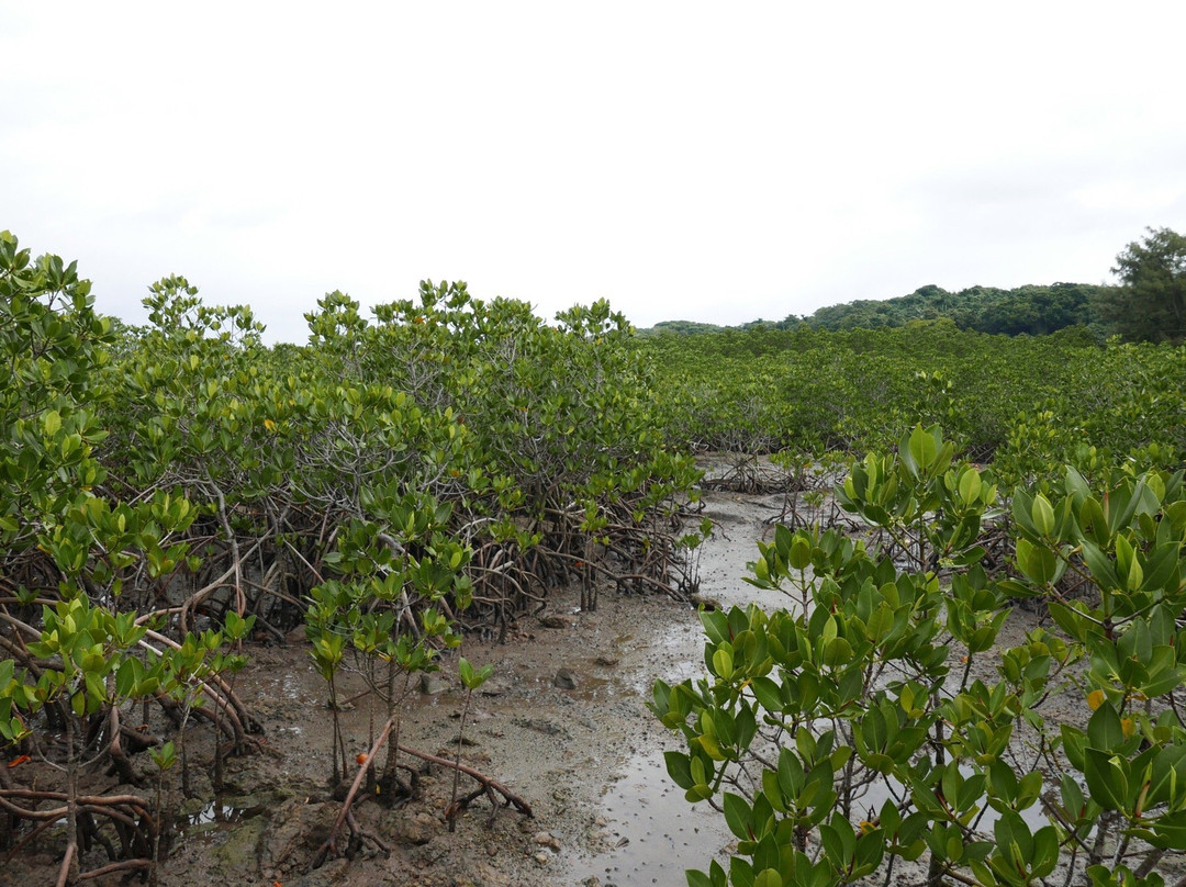 Mangrove at Ishinagata Beach景点图片