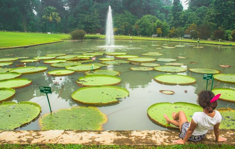 Bogor Botanical Gardens景点图片