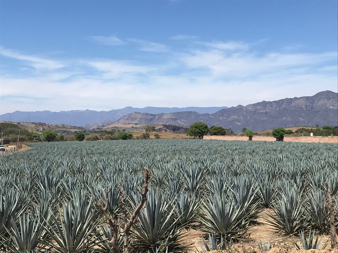 Tequila Don Valente-El Arenal必去景点