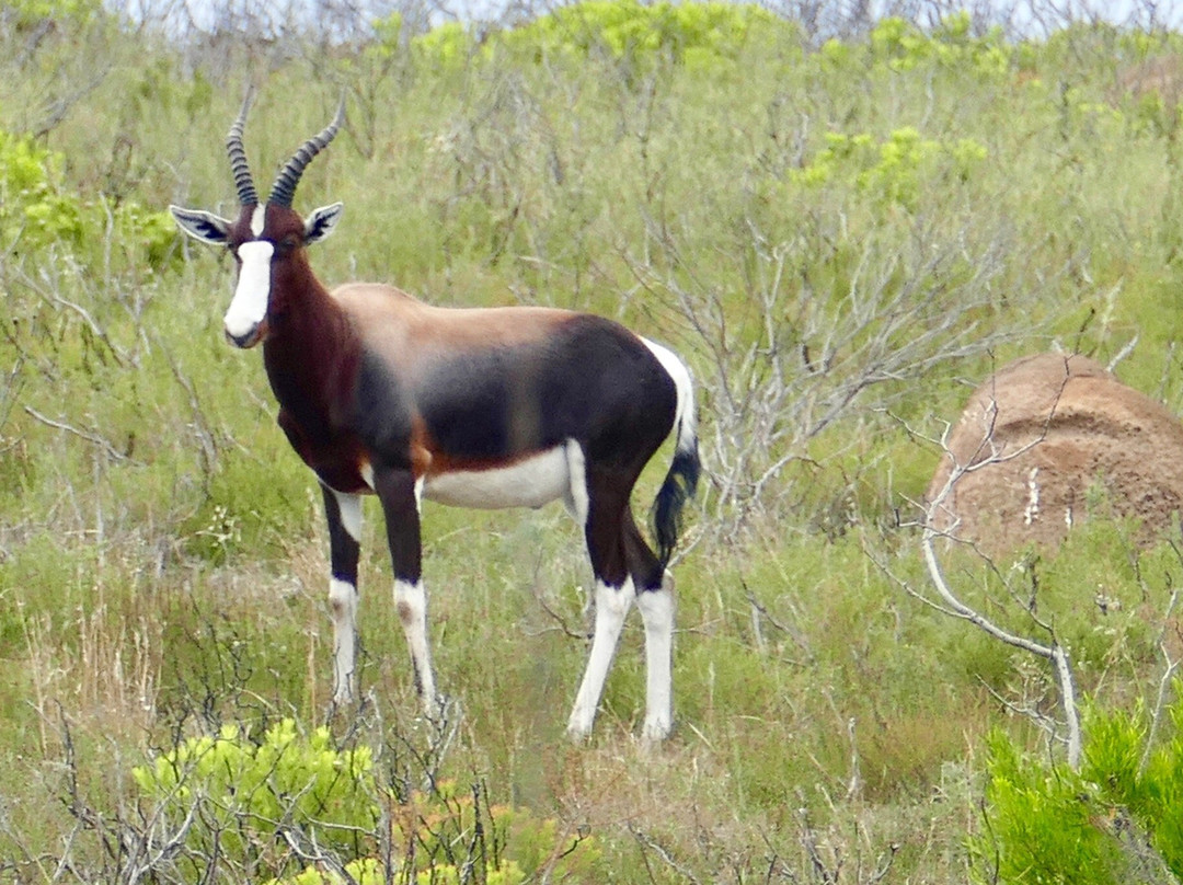 Bontebok National Park景点图片