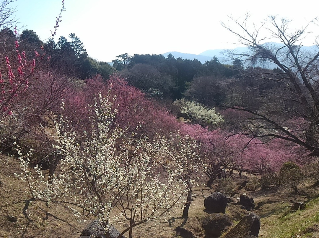 Mt. Tsukuba Ume Blossom Matsuri-筑波市必去景点