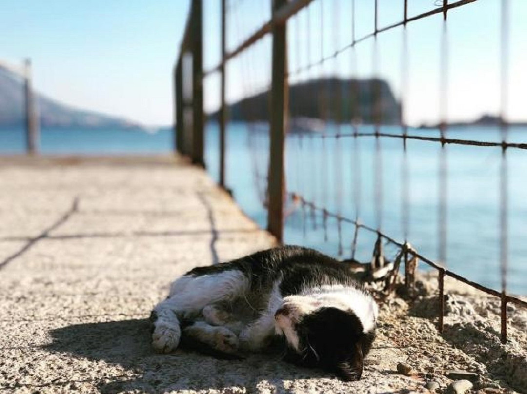 Villa Merci Budva主图