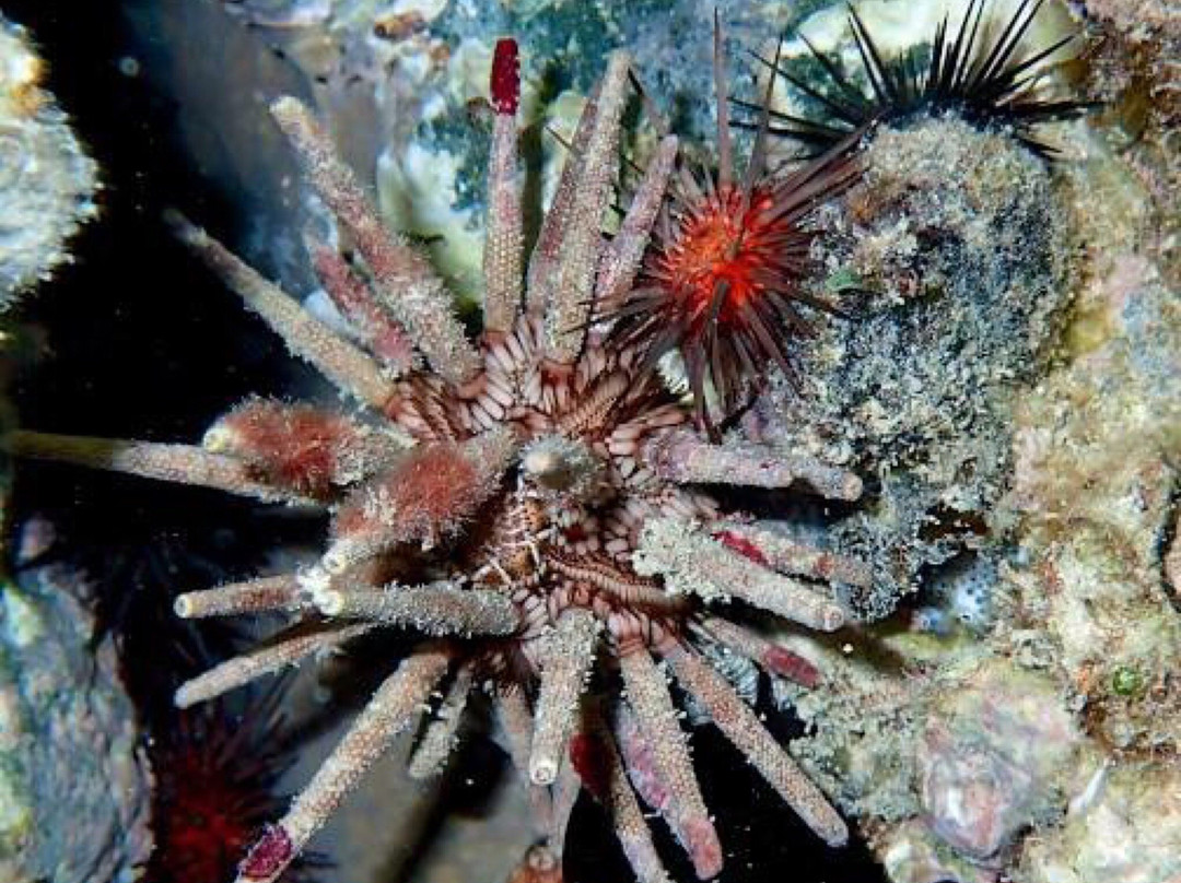 Night Snorkel-圣 托马斯必去景点