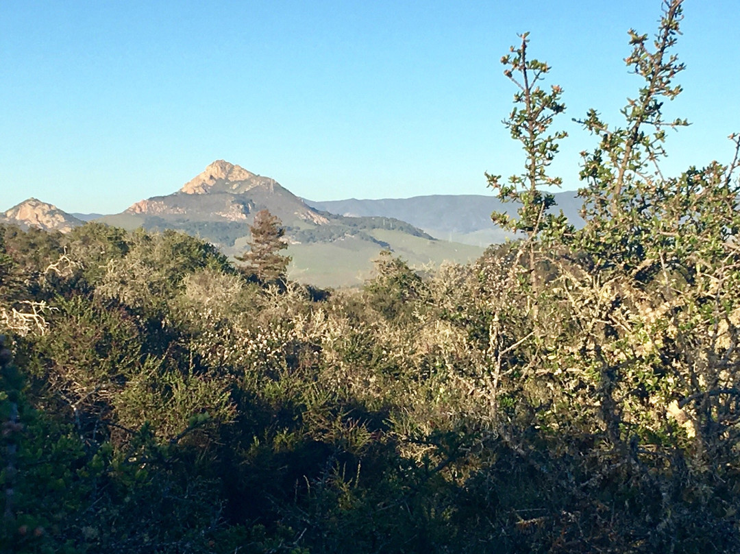 Los Osos Oaks State Reserve景点图片