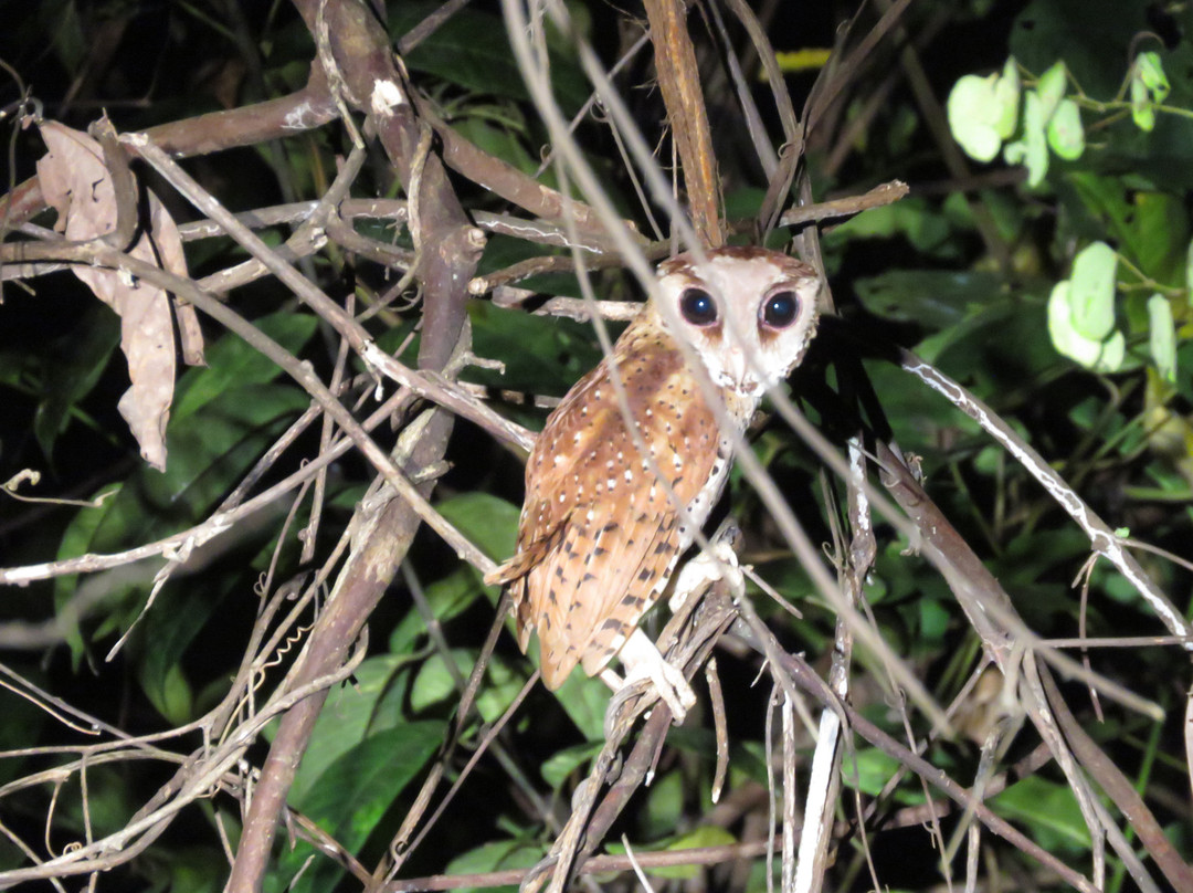 Tabin Lodge and Wildlife Rainforest Tour景点图片