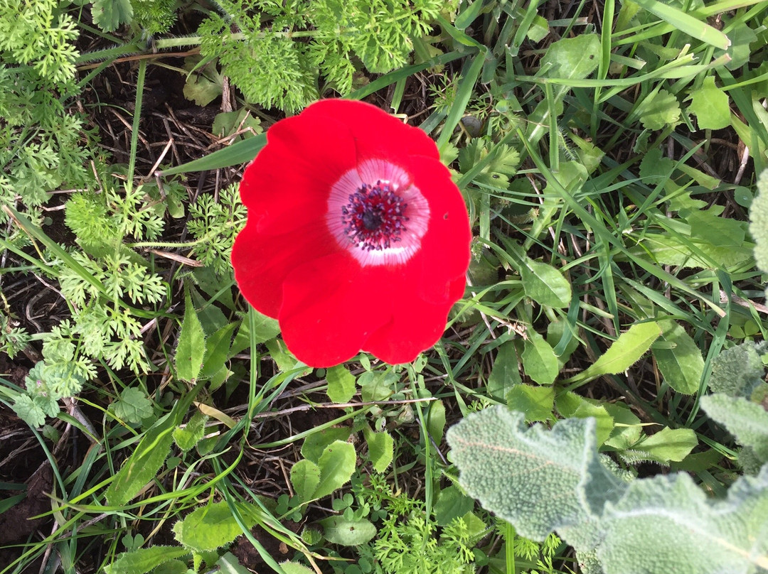 Mount Gilbo'a-Afula必去景点