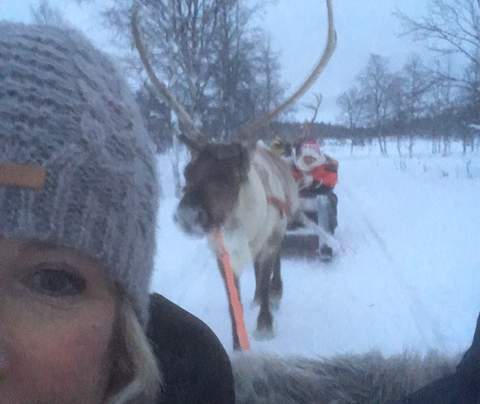 Saariselka Reindeer Farm景点图片